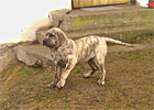 Psy, Szczeniaki Dogo Canario
