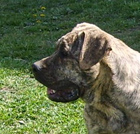 Psy, Szczeniaki Dogo Canario