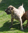 Psy, Szczeniaki Dogo Canario