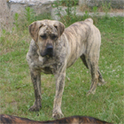 Psy, Szczeniaki Dogo Canario