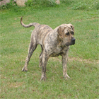 Psy, Szczeniaki Dogo Canario
