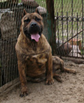 Pies Dogo Canario, Lemon