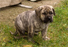 Psy, Szczeniaki Dogo Canario