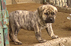 Psy, Szczeniaki Dogo Canario