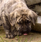 Psy, Szczeniaki Dogo Canario