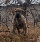Psy, Szczeniaki Dogo Canario