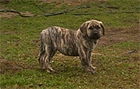 Psy, Szczeniaki Dogo Canario