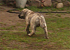 Psy, Szczeniaki Dogo Canario