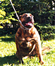 Pies Dogo Canario, Mora