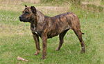 Pies Dogo Canario, Nazaret