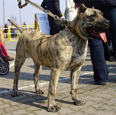 Puppies Dogo Canario