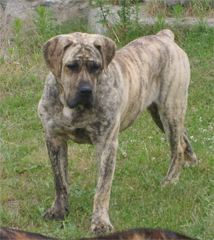 Puppies Dogo Canario