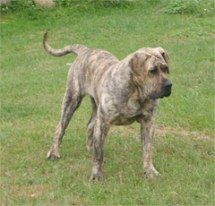 Puppies Dogo Canario