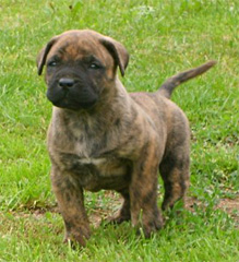 Puppies Dogo Canario, Presa Canario