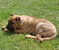 Puppies Dogo Canario, Presa Canario
