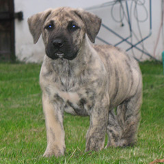Puppies Dogo Canario, Presa Canario