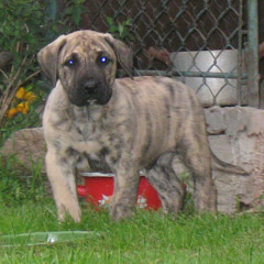 Puppies Dogo Canario, Presa Canario