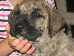 Puppies Dogo Canario, Presa Canario
