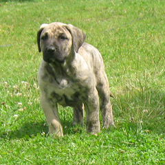 Puppies Dogo Canario, Presa Canario