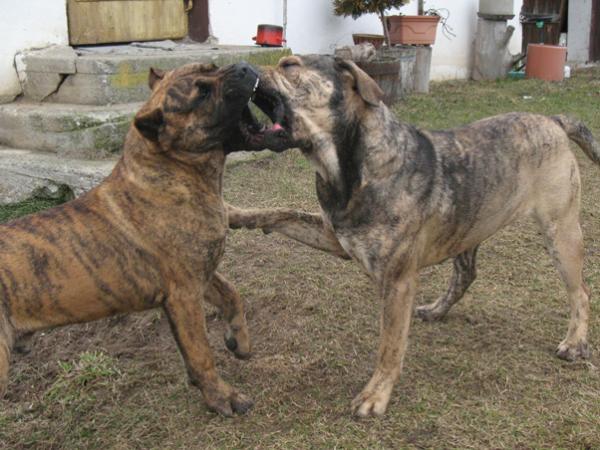 Dogo Canario