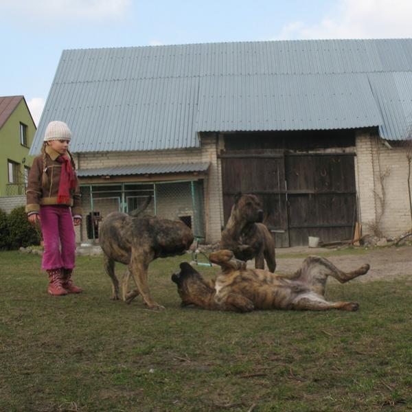 Dogo Canario