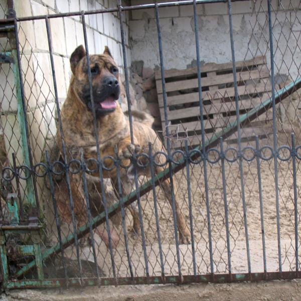 Dogo Canario