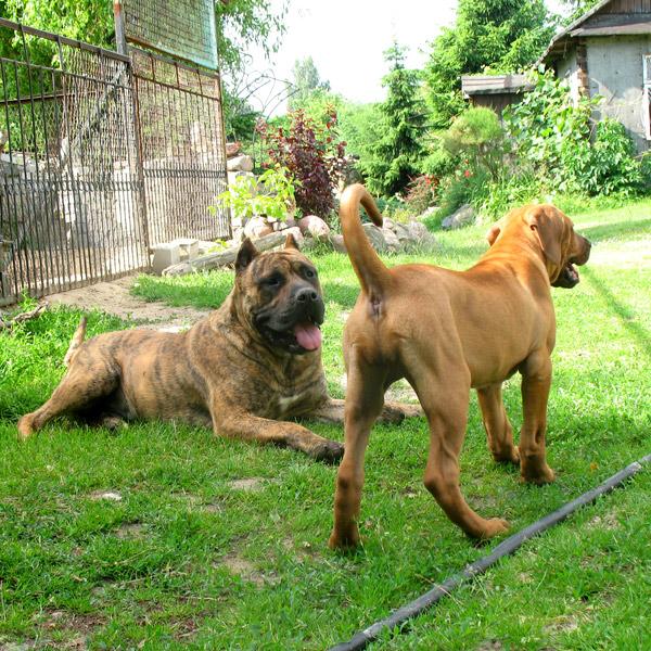 Dogo Canario