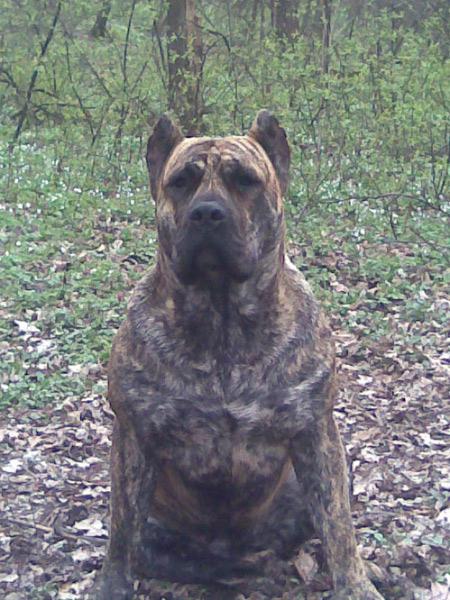 Dogo canario