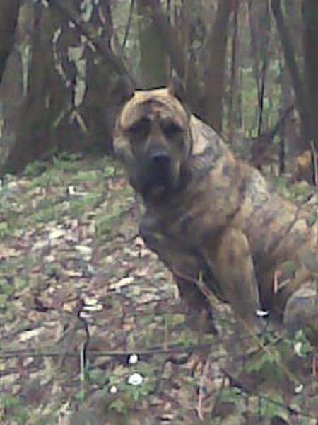 Dogo canario