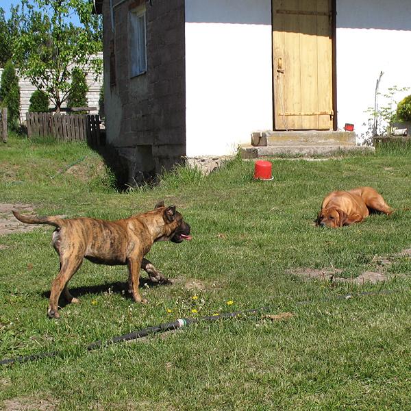 Tosa Inu, Dogo Canario