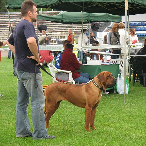 Dogo canario