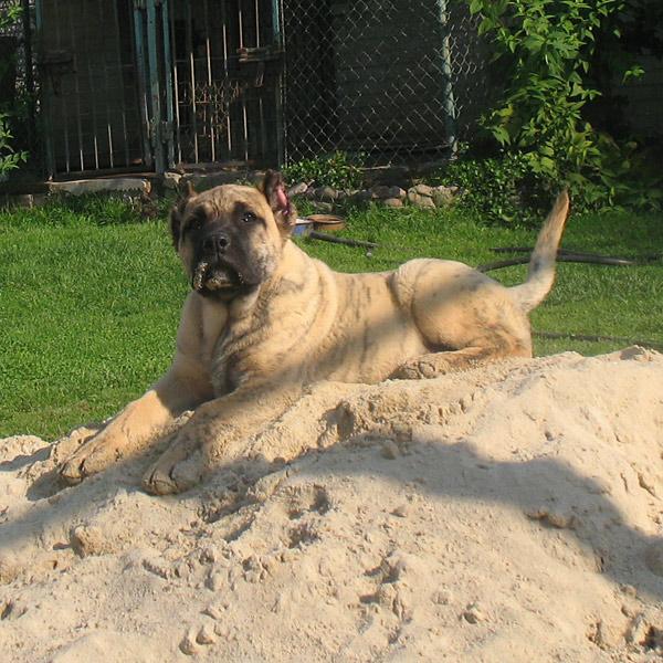 Szczeniaki dogo canario