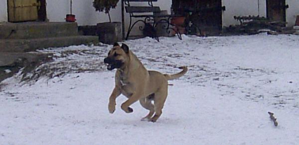 Dogo Canario, Nazaret