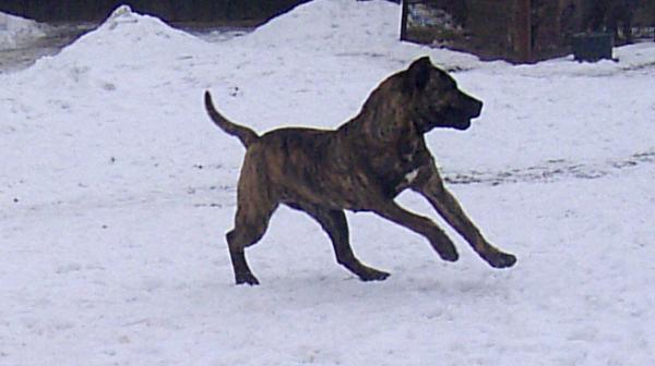 Dogo Canario, Nazaret