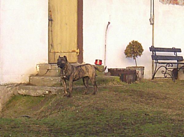 Dogo Canario, Nazaret