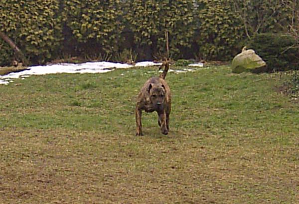 Dogo Canario, Nazaret