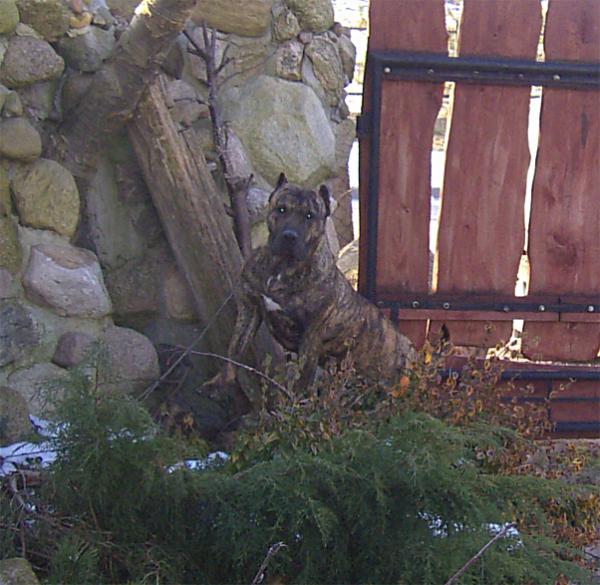 Dogo Canario, Nazaret