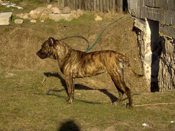 Dogo Canario, Nazaret