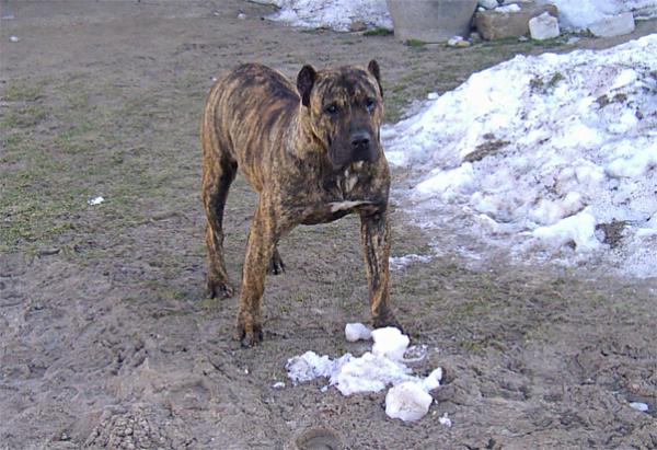 Dogo Canario, Nazaret