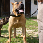 Suka Presa Canario