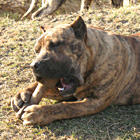 Pies Dogo Canario, Lemon, Hodowla Dolina Rosy