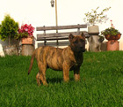 Pies Dogo Canario, Lemon, Hodowla Dolina Rosy