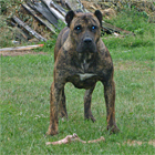 Psy, Szczeniaki Dogo Canario