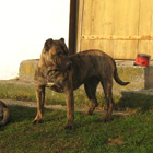 Pies rasy  Dogo Canario, Nazaret, Hodowla Dolina Rosy