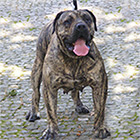 Pies Dogo Canario, Lemon, Hodowla Dolina Rosy