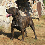 Presa Canario - Klawa Dolina Rosy