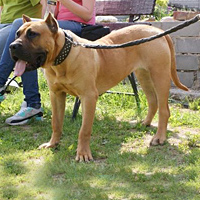 Presa Canario - Domena Dolina Rosy