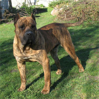 Presa Canario - Lemon Dolina Rosy