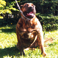 Presa Canario - Mora Dolina Rosy