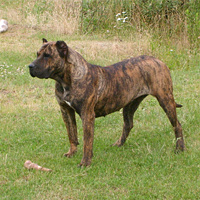 Presa Canario - Nazaret Dolina Rosy